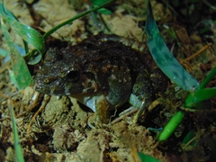 Minervarya keralensis