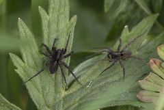 Arachnida