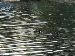 Lophodytes cucullatus