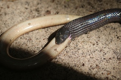 Amblyodipsas polylepis