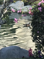 Lophodytes cucullatus