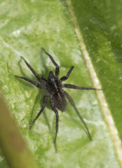Arachnida