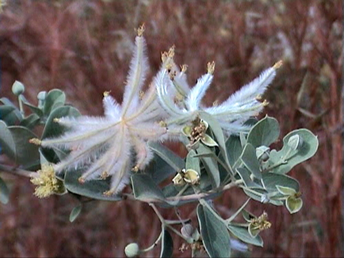 Guiera senegalensis