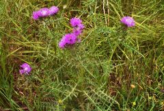 Galactites tomentosus