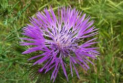 Galactites tomentosus