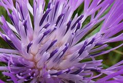 Galactites tomentosus