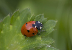 Coccinella septempunctata