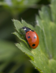 Coccinella septempunctata