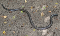 Amblyodipsas polylepis