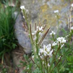 Cardamine hirsuta