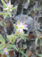 Spergularia marina