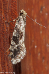 Nemapogon granella