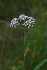 Ostericum tenuifolium