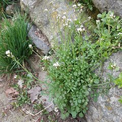 Cardamine hirsuta
