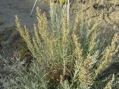 Artemisia longifolia