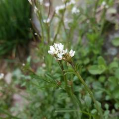 Cardamine hirsuta