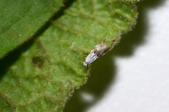 Bucculatrix frangutella