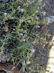 Spergularia marina
