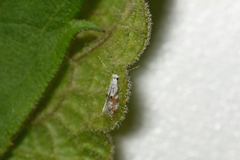 Bucculatrix frangutella