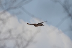 Aquila spilogaster