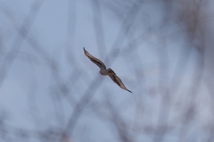 Aquila spilogaster