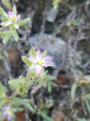 Spergularia marina