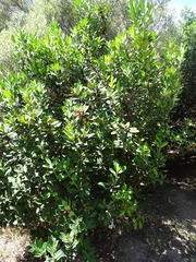 Acokanthera oppositifolia