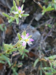 Spergularia marina