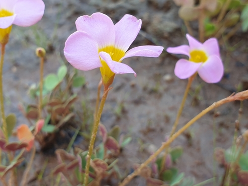 Skewleaf Sorrel