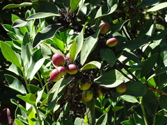 Acokanthera oppositifolia