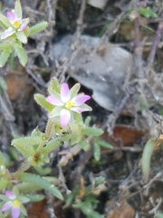 Spergularia marina