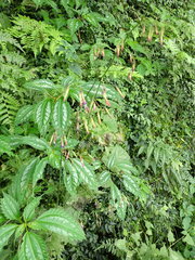 Notoseris melanantha
