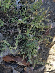 Spergularia marina