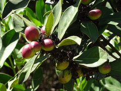Acokanthera oppositifolia