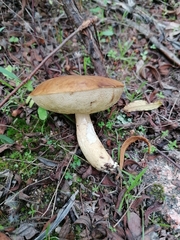 Leccinellum corsicum