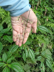 Notoseris melanantha