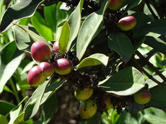 Acokanthera oppositifolia