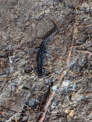 Plethodon mississippi