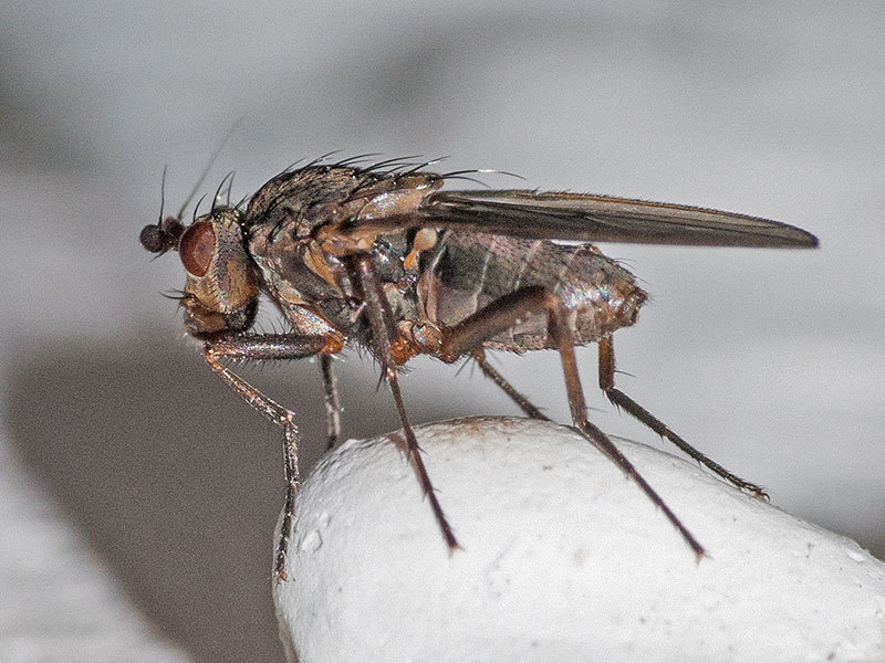 Oecothea fenestralis