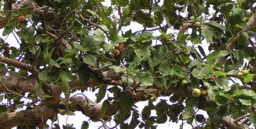Leafy Sycamore Fig