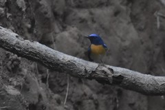 Cyornis rubeculoides