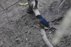 Cyornis rubeculoides