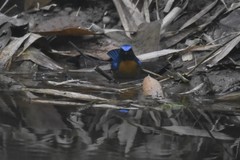 Cyornis rubeculoides