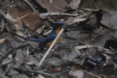Cyornis whitei