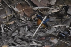 Cyornis whitei