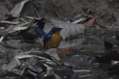 Cyornis whitei