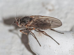 Oecothea fenestralis