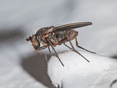 Oecothea fenestralis