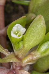 Montia arvensis
