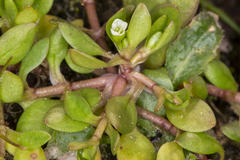 Montia arvensis